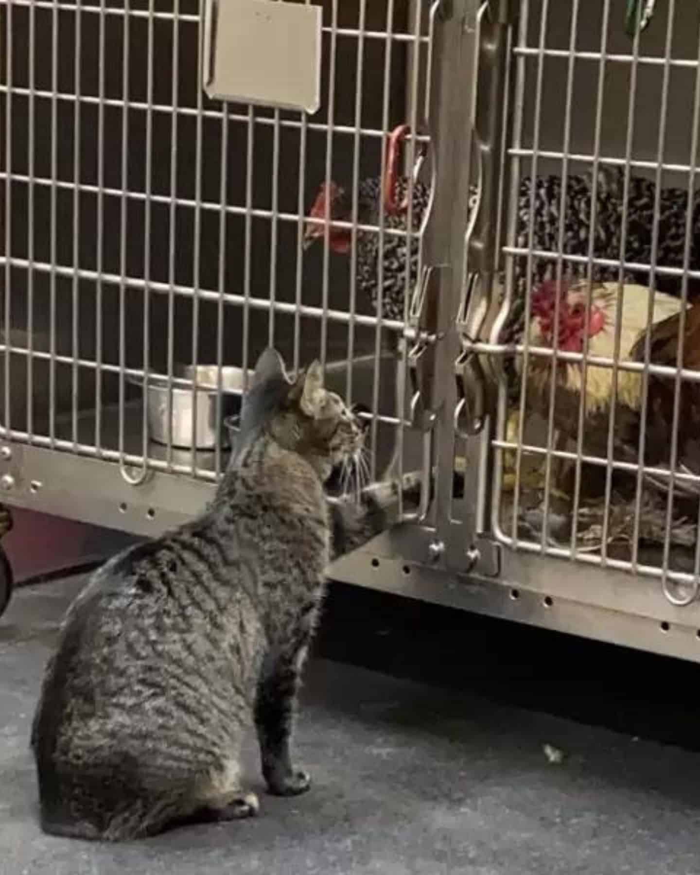 cat sitting in front of kennel