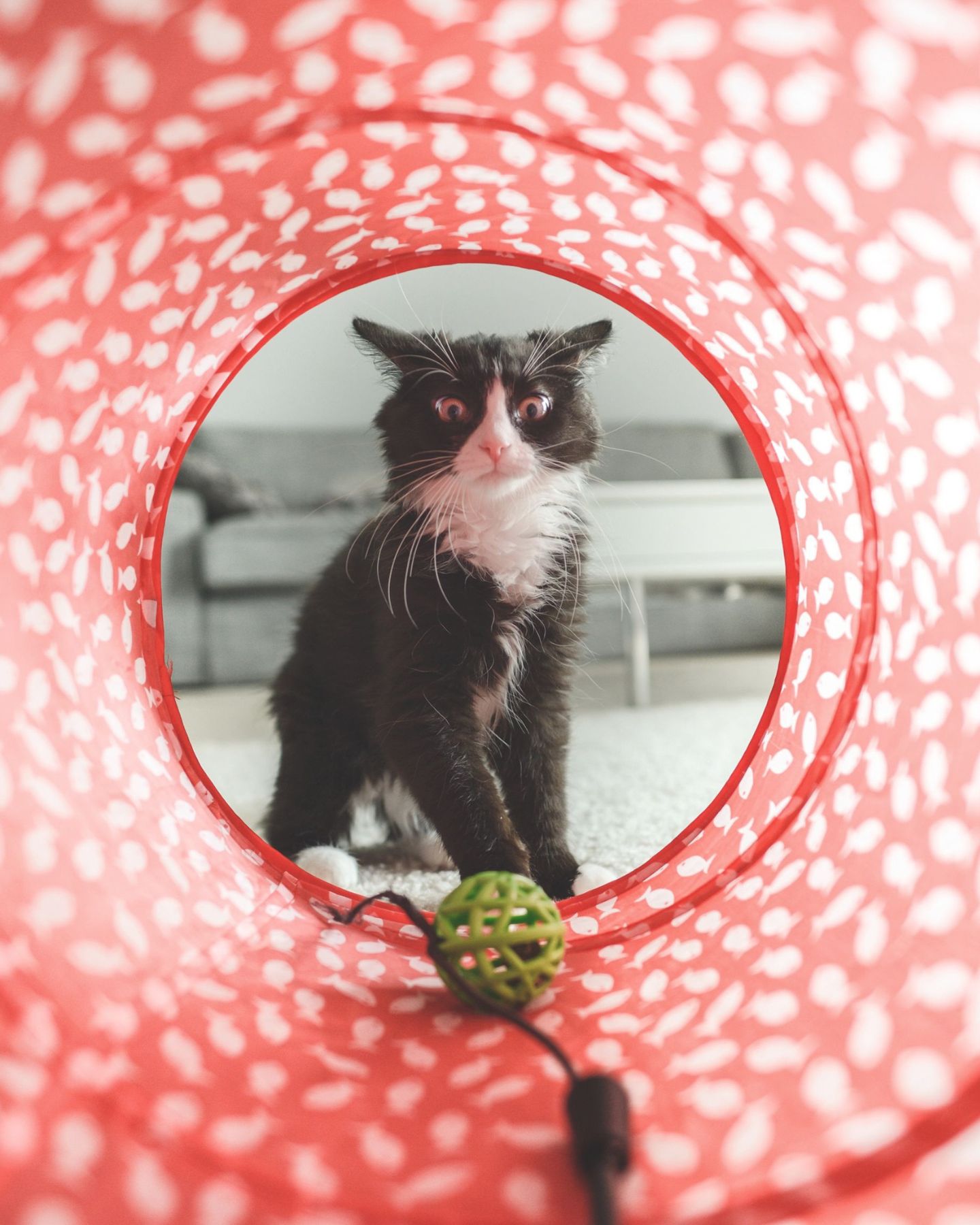 cat sitting in front of play tunnel