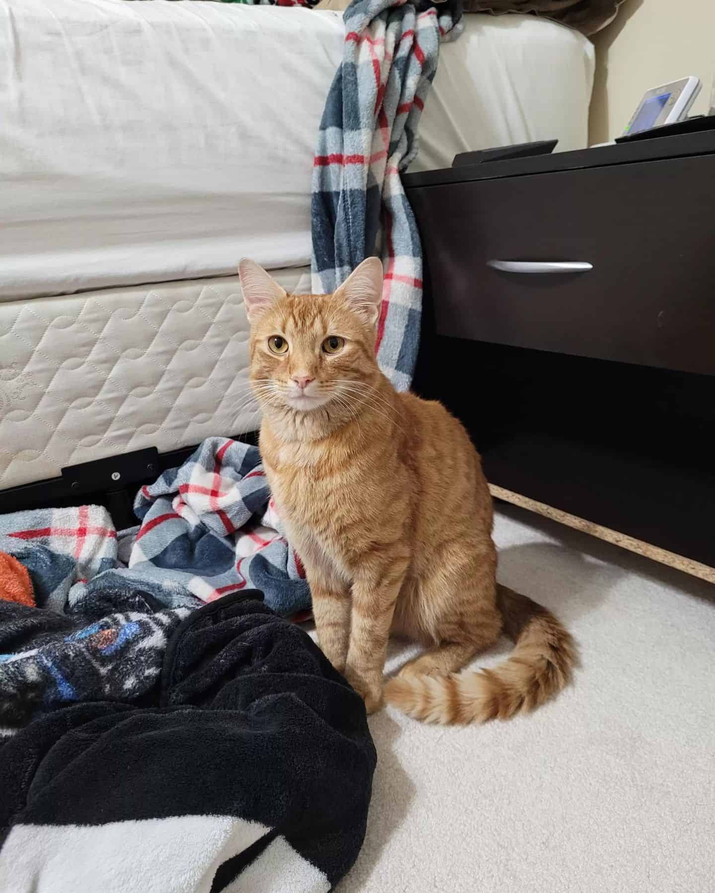 cat sitting in living room