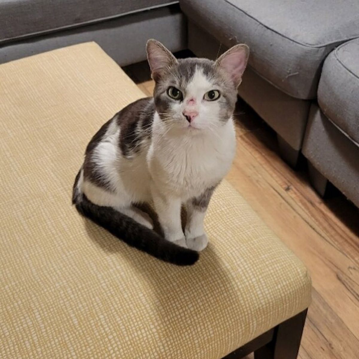 cat sitting in the living room