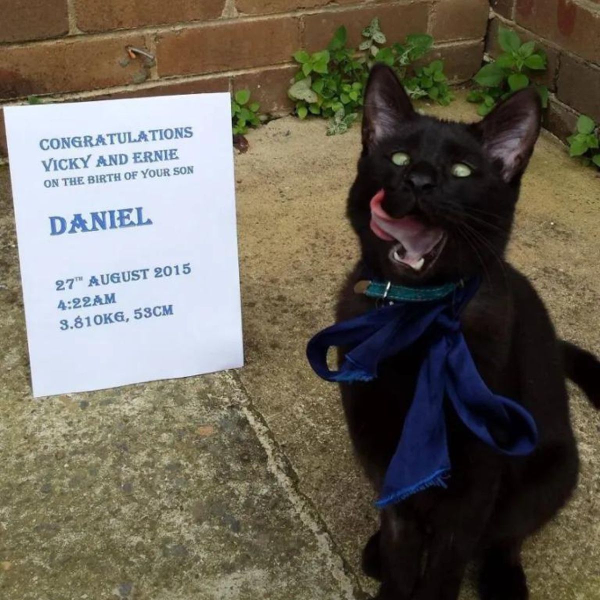 cat sitting next to a sign