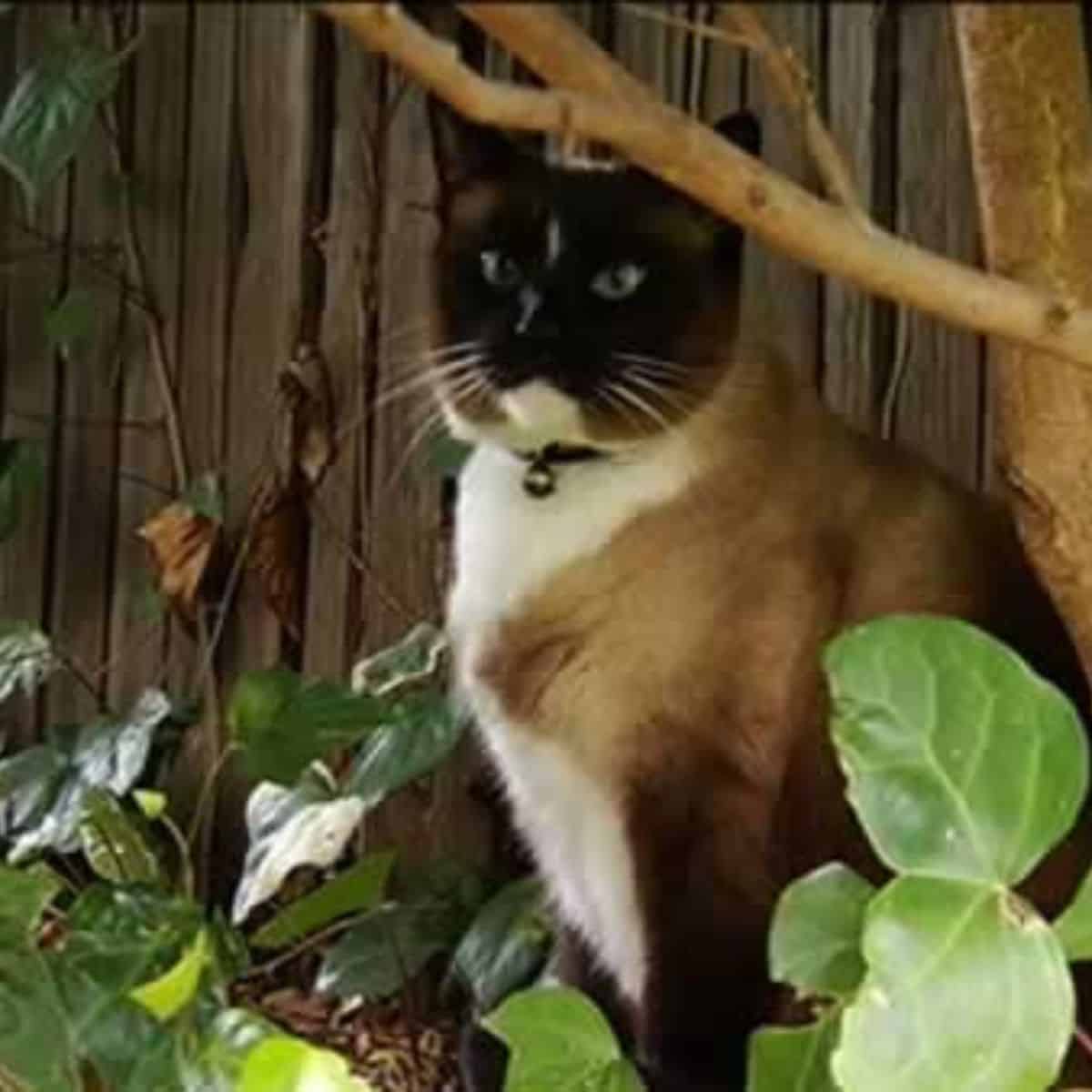 cat sitting next to a tree