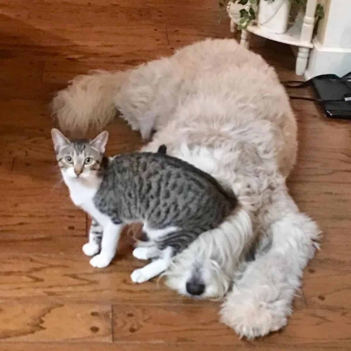 cat sitting next to dog