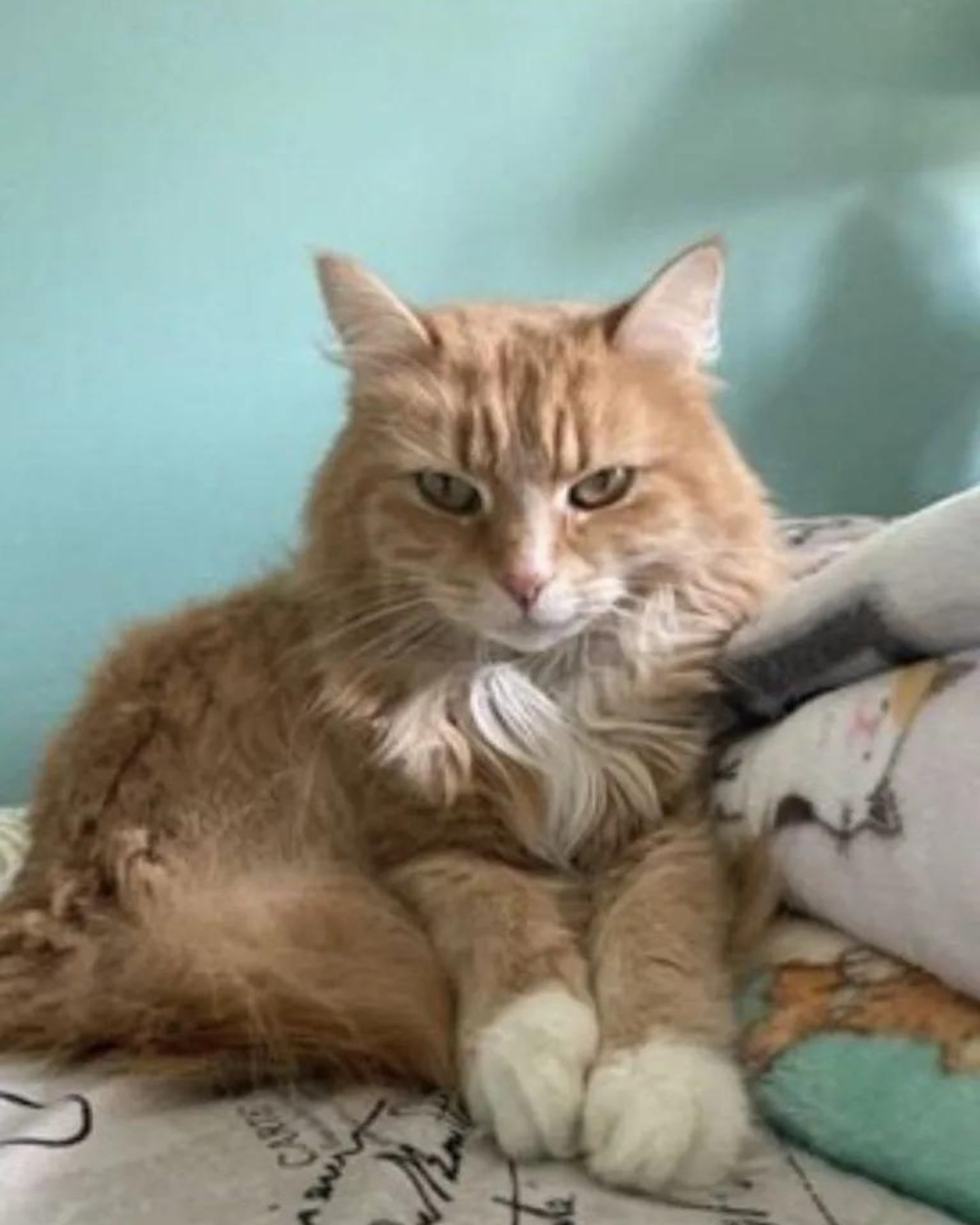 cat sitting on a bed