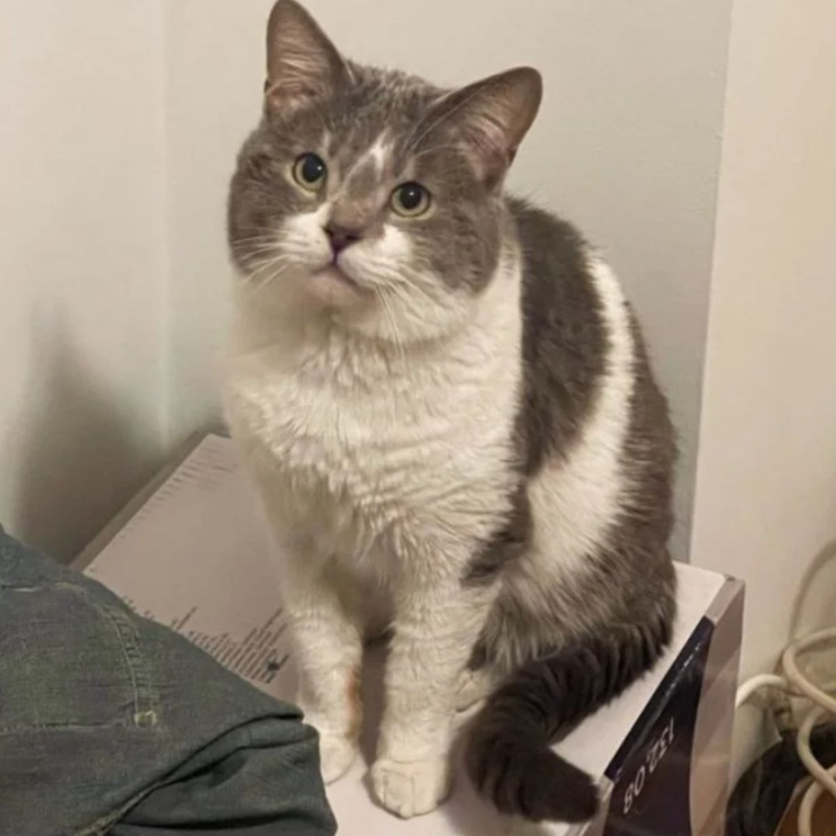 cat sitting on a box