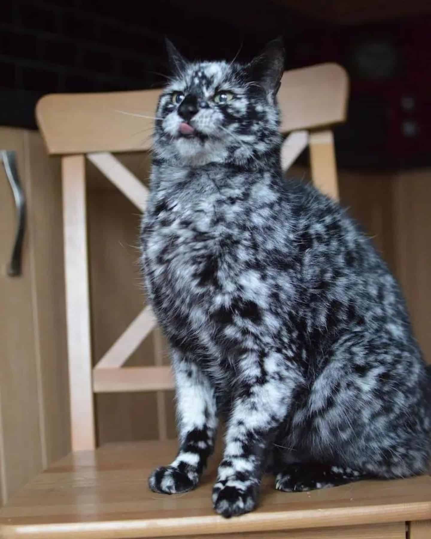 cat sitting on a chair