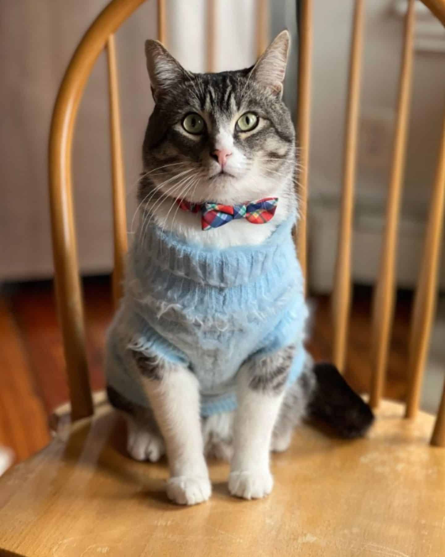 cat sitting on a chair