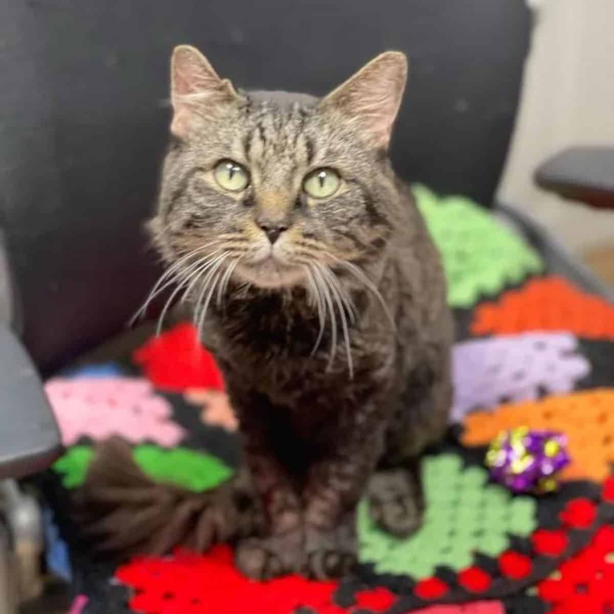 cat sitting on a colorful blanket