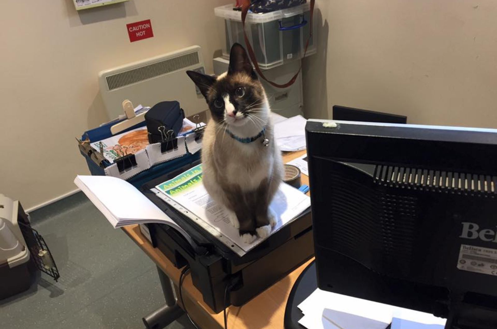 cat sitting on a desk