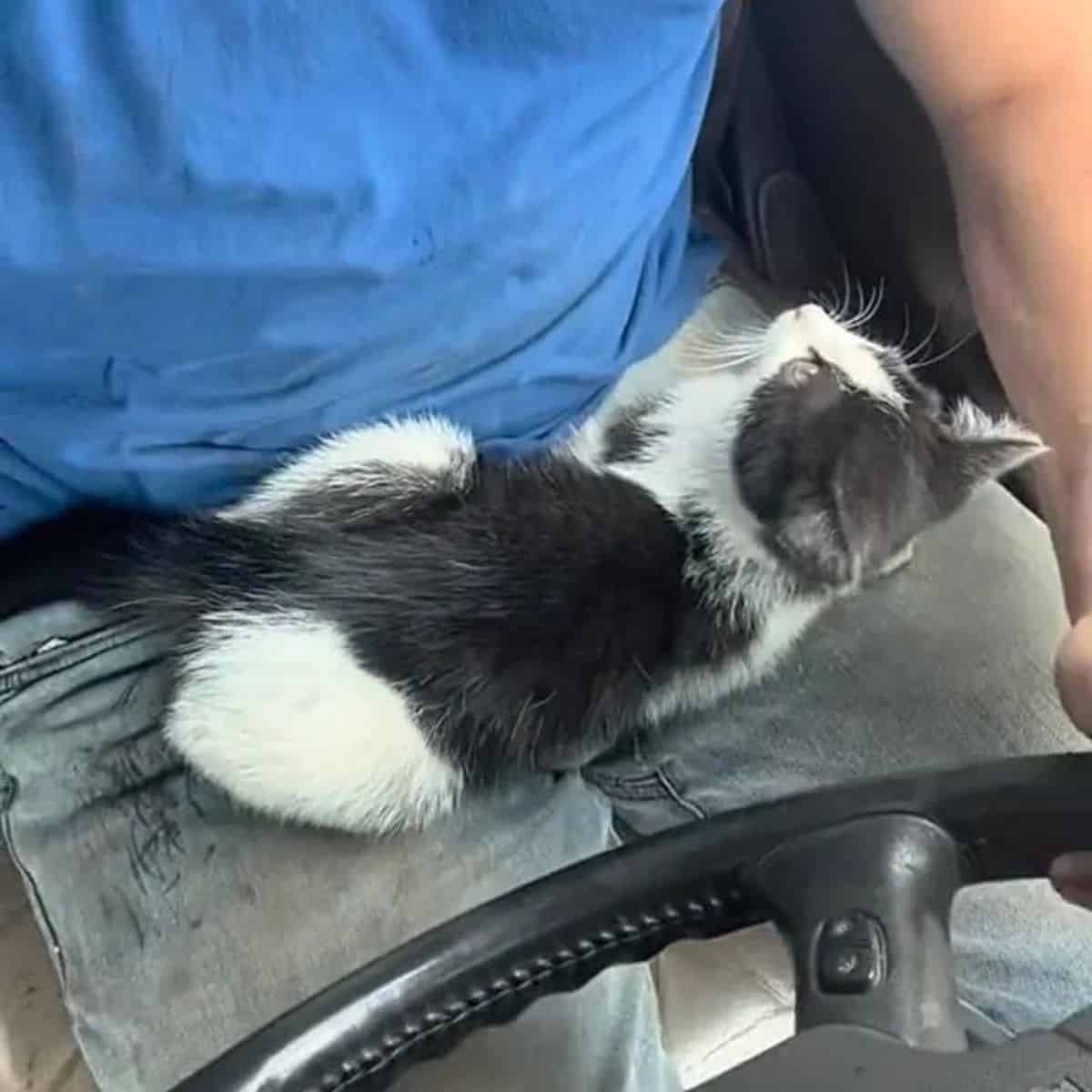 cat sitting on a guy legs