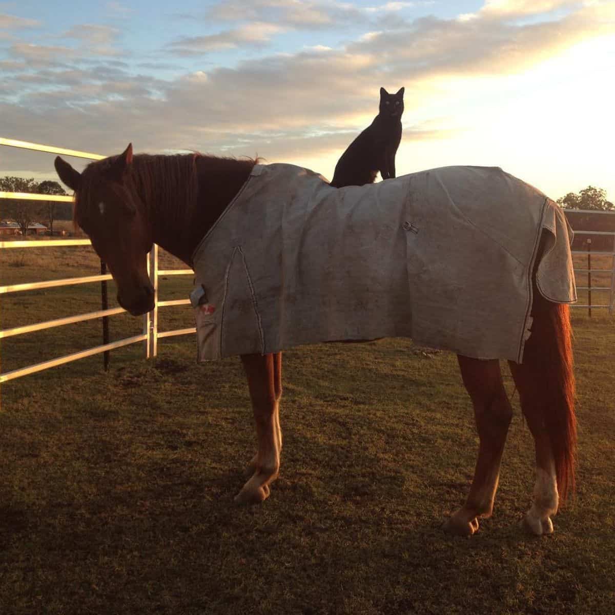 cat sitting on a horse