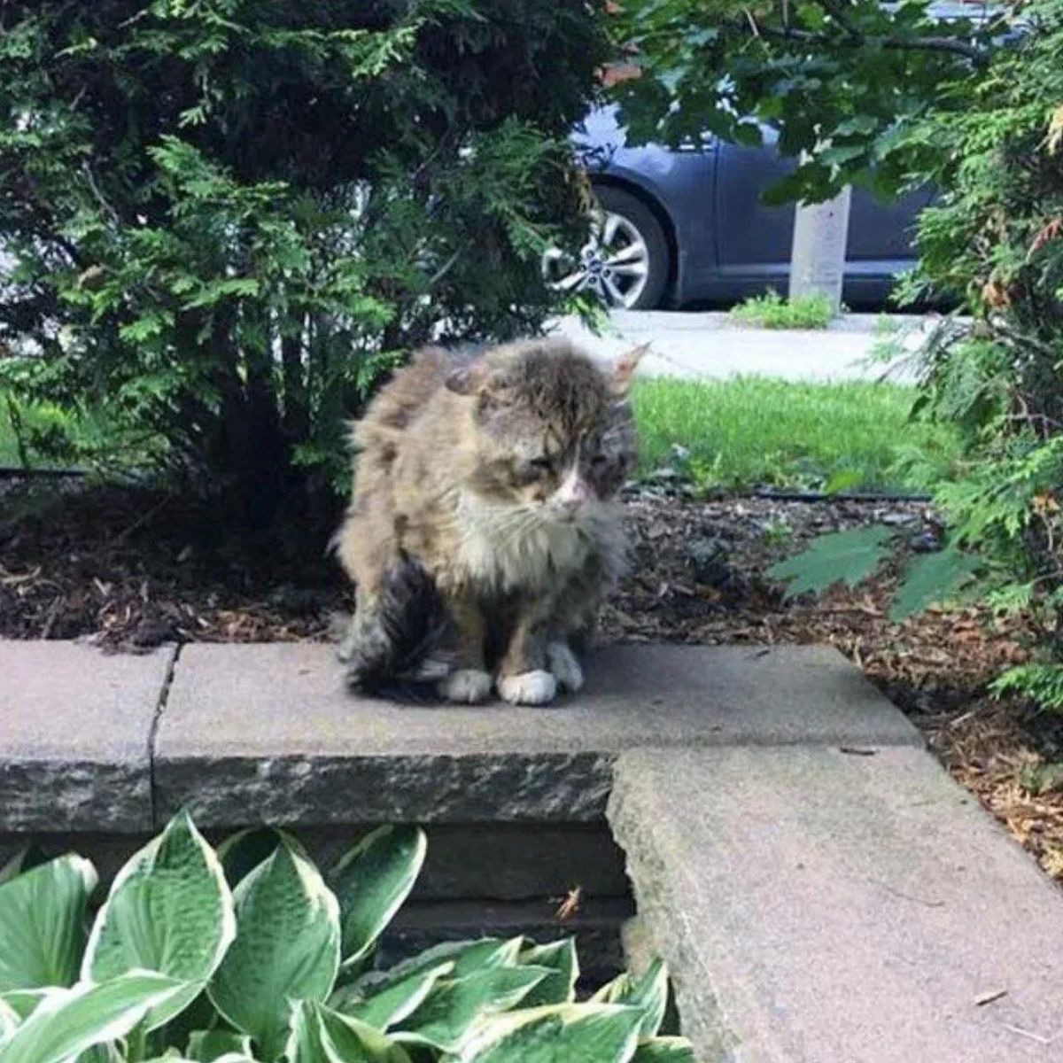 cat sitting on a wall in yard