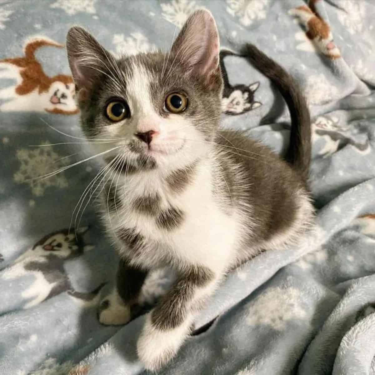 cat sitting on bed