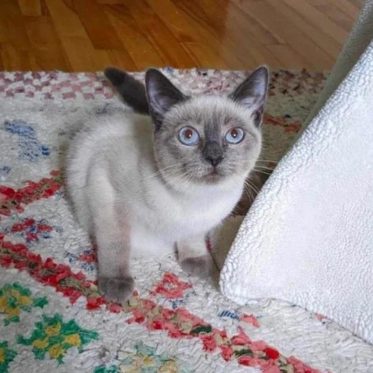 cat sitting on carpet and looking up