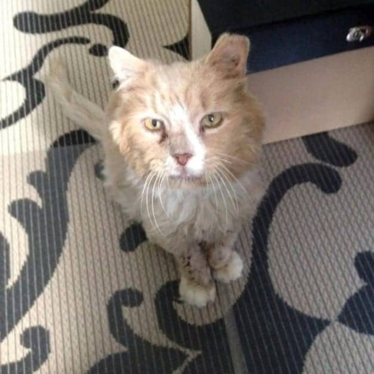 cat sitting on carpet