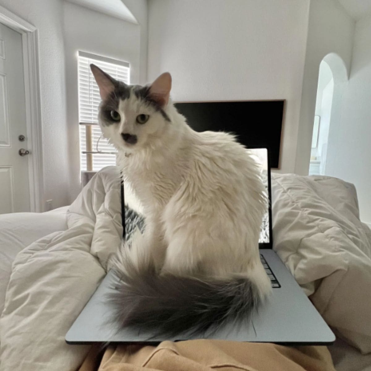 cat sitting on laptop