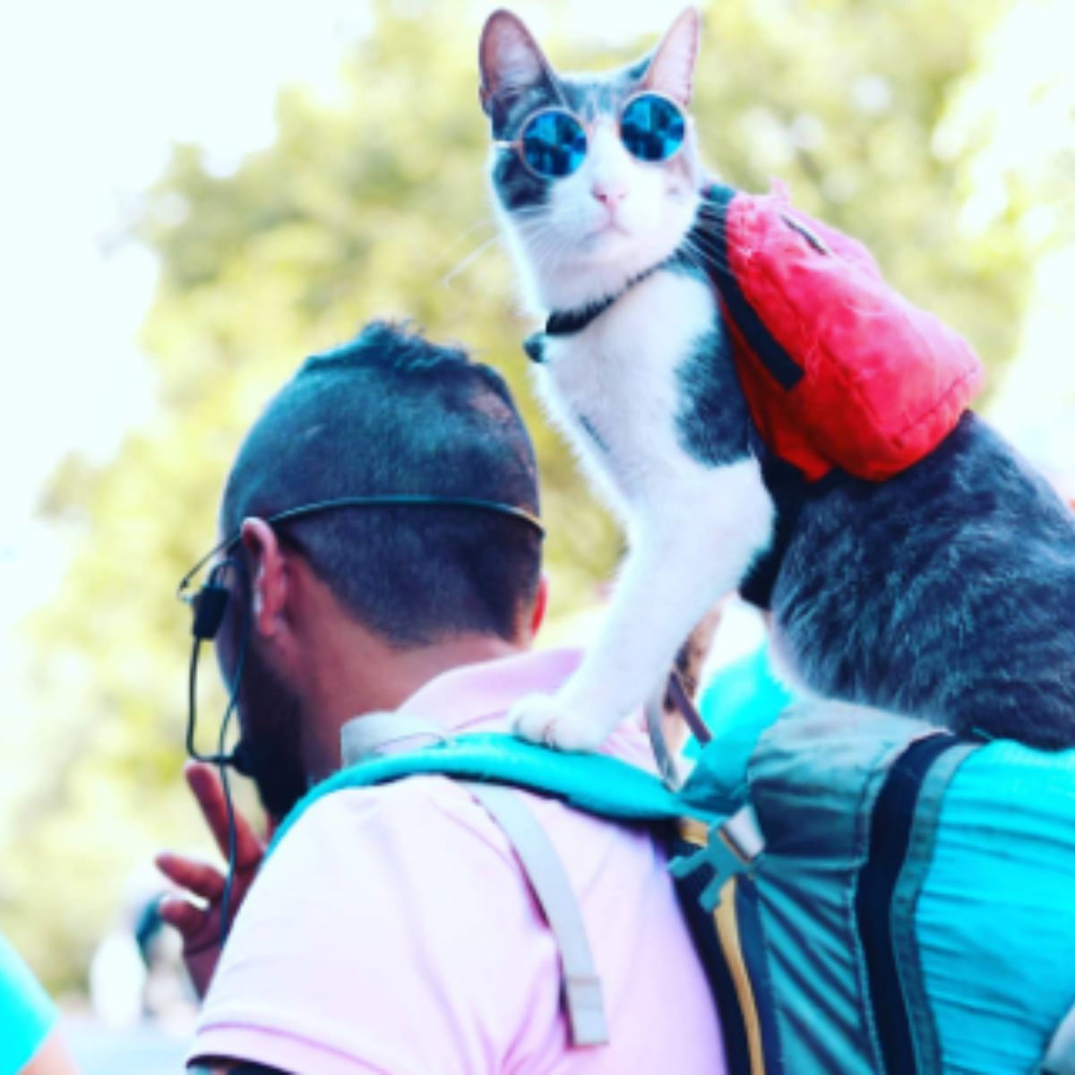 cat sitting on man's backpack