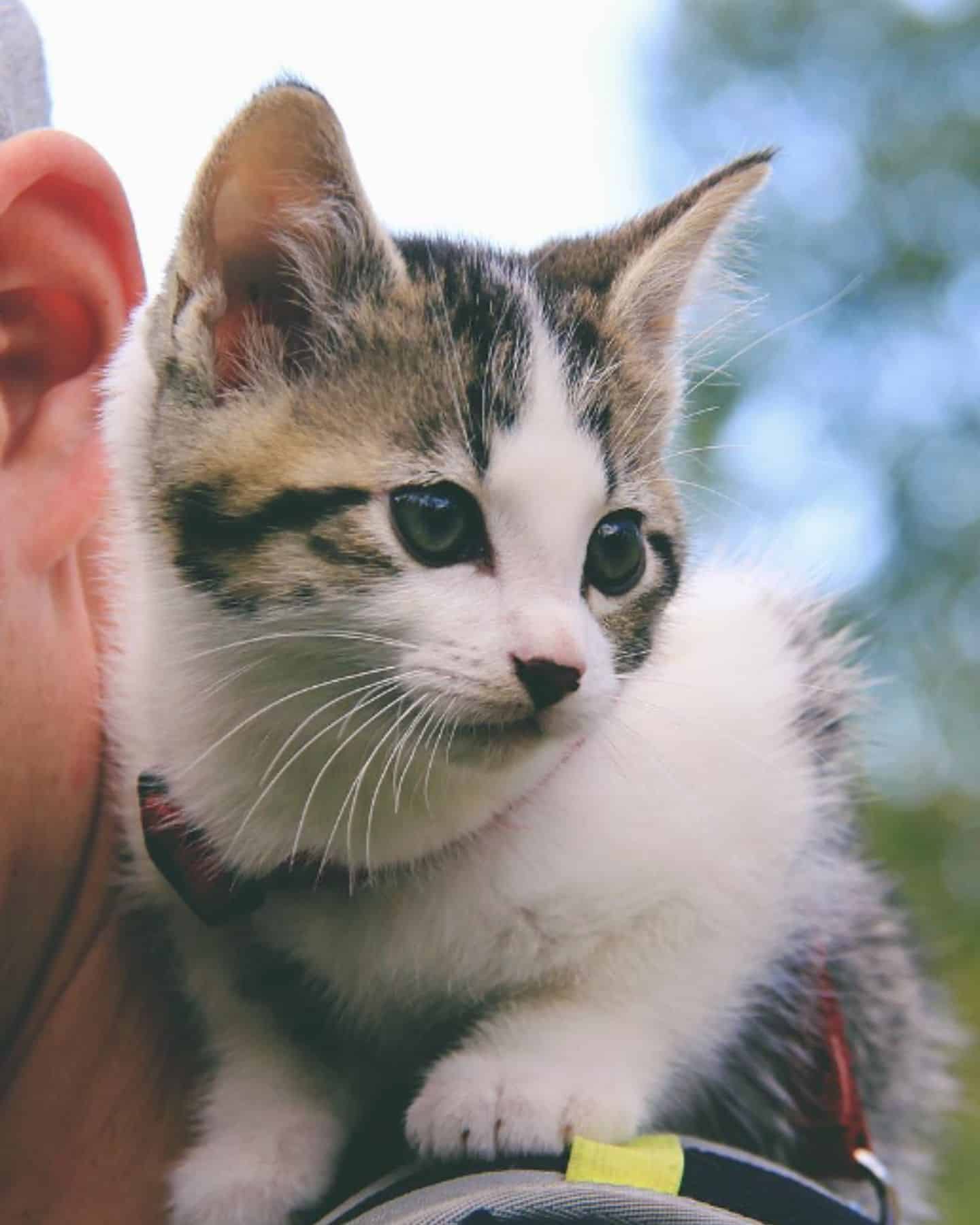 cat sitting on shoulder of the guy