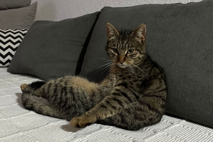 cat sitting on the couch