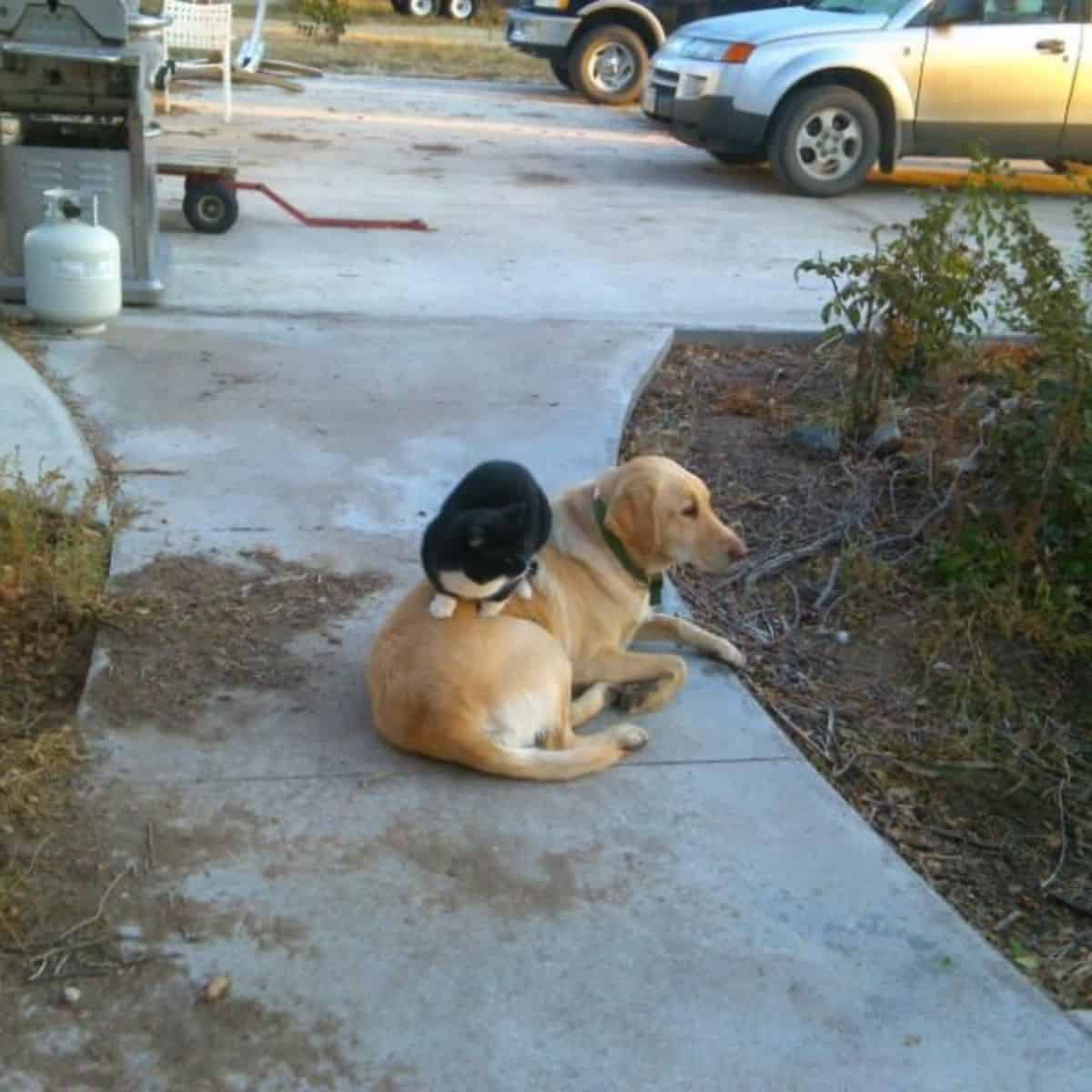 cat sitting on the dog