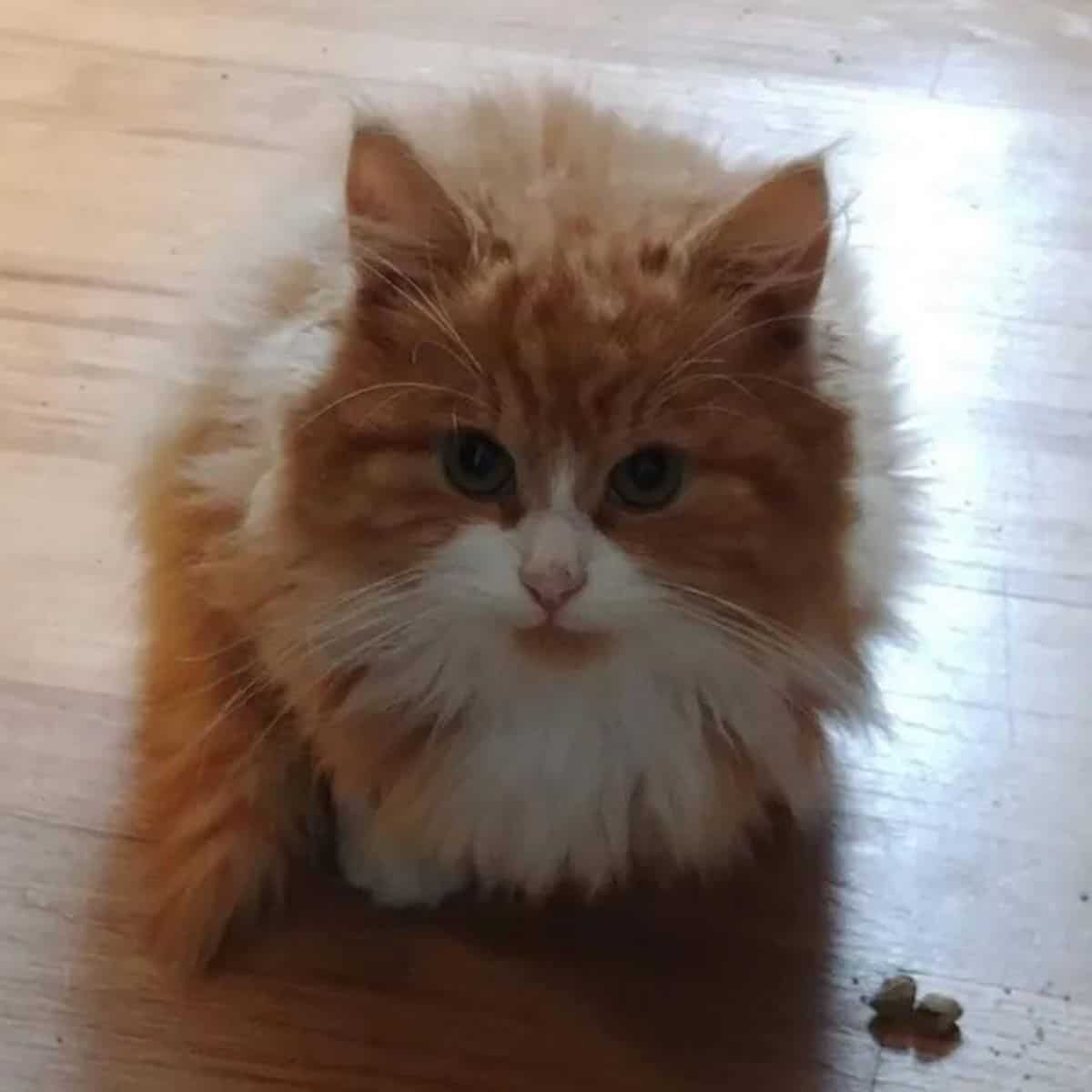 cat sitting on the floor