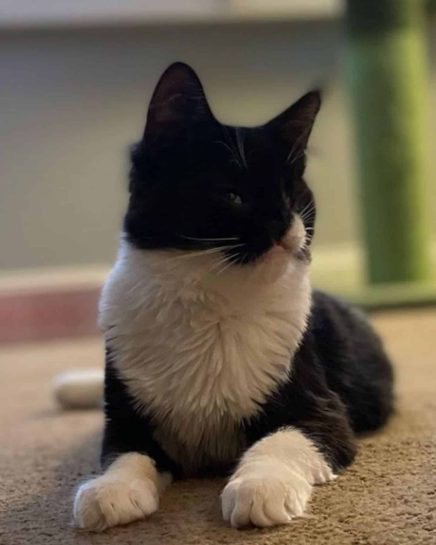 cat sitting on the floor