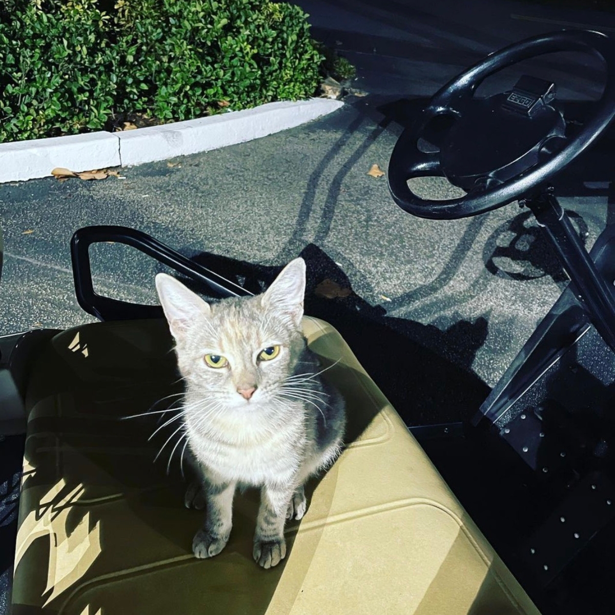 cat sitting on the golf wheel