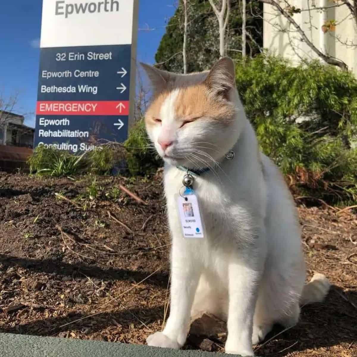 cat sitting on the ground