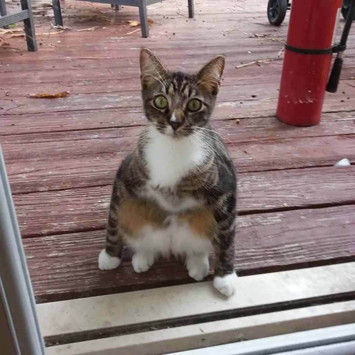 cat sitting on the wooden floor