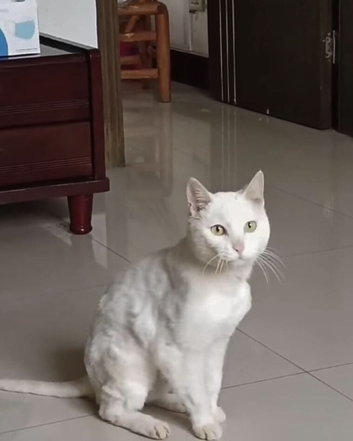 cat sitting on tile