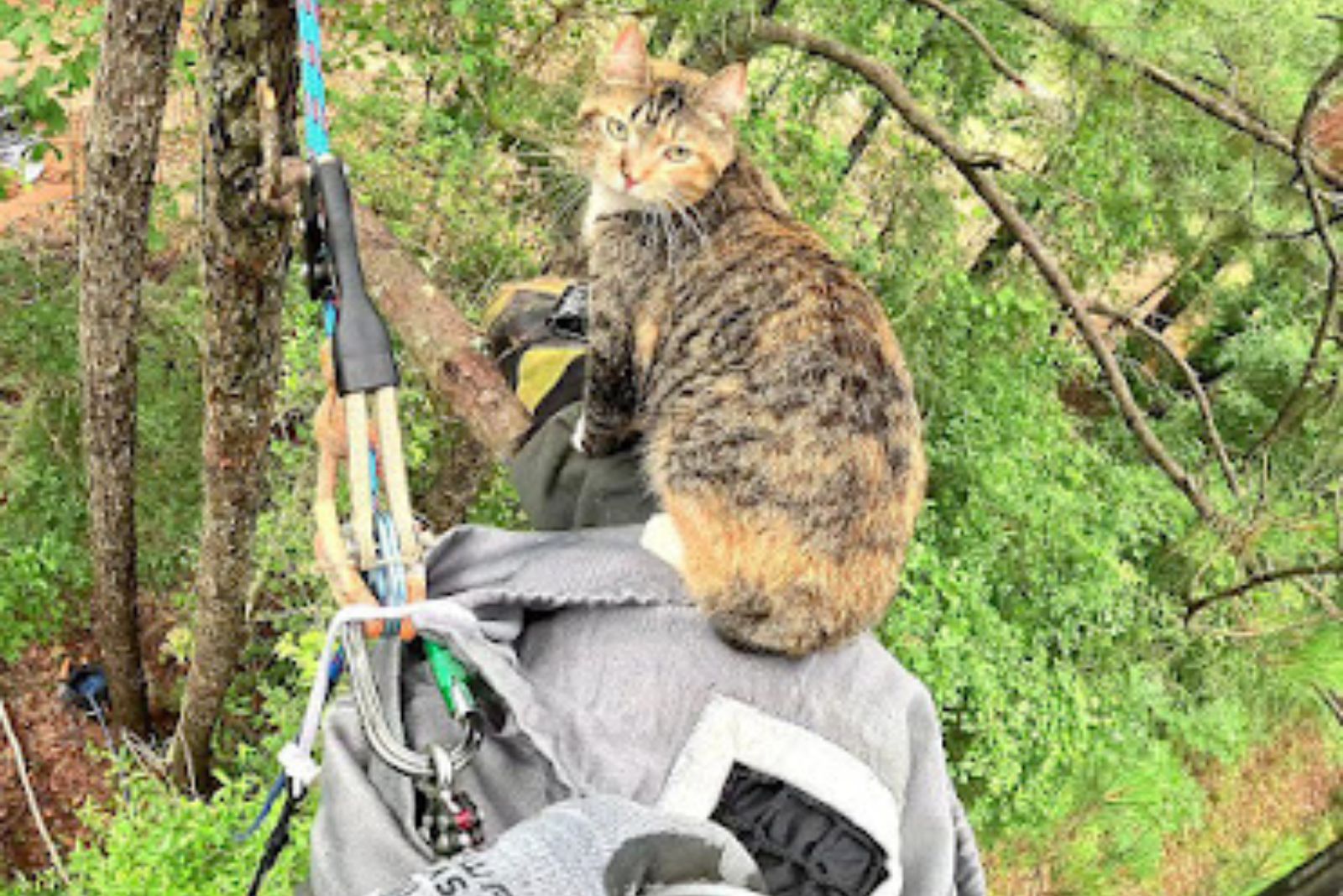 cat sitting on tree