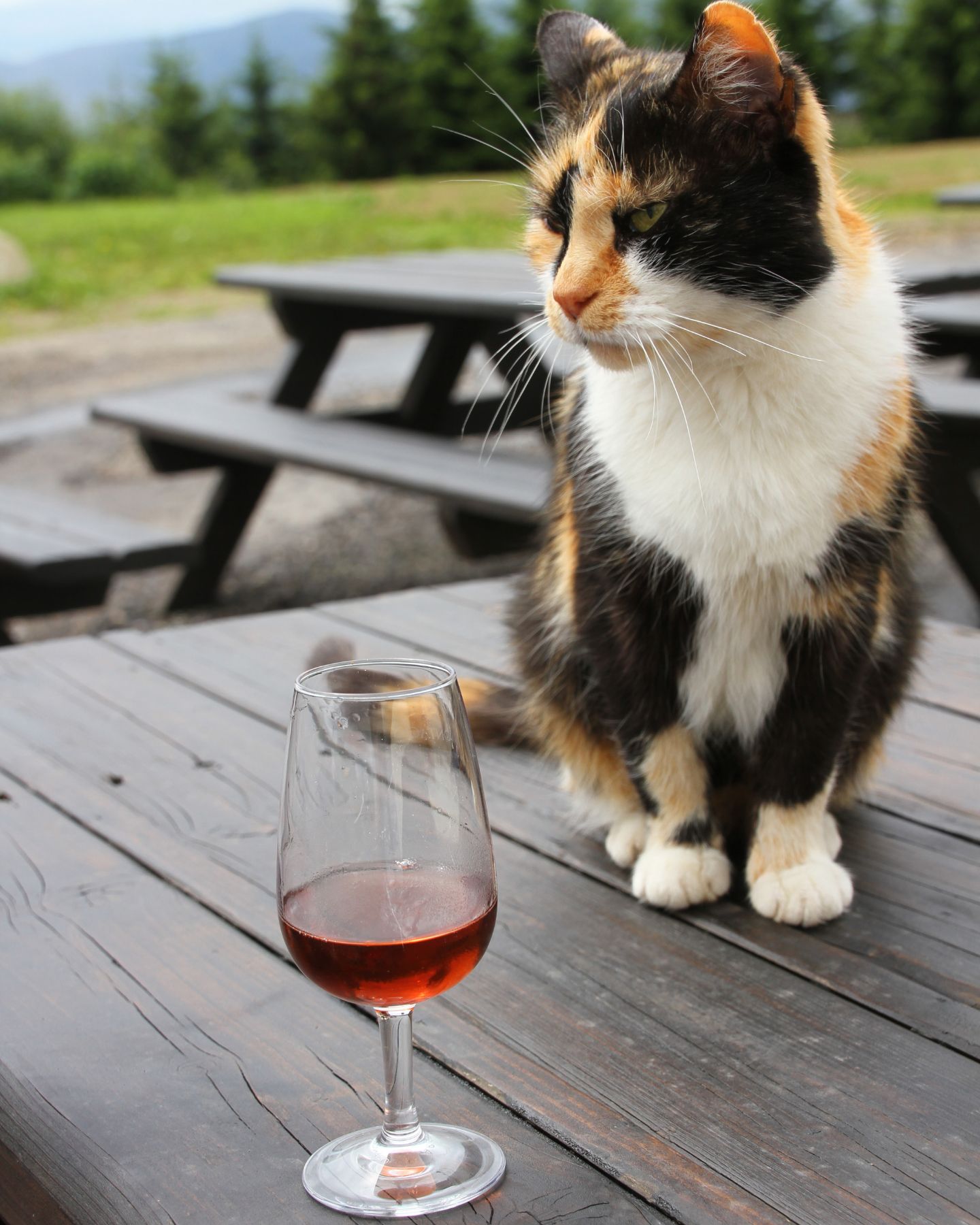 cat sitting on wooden table outdoors