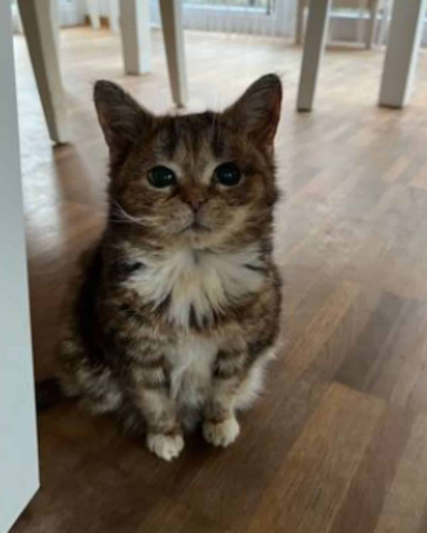 cat sitting under table