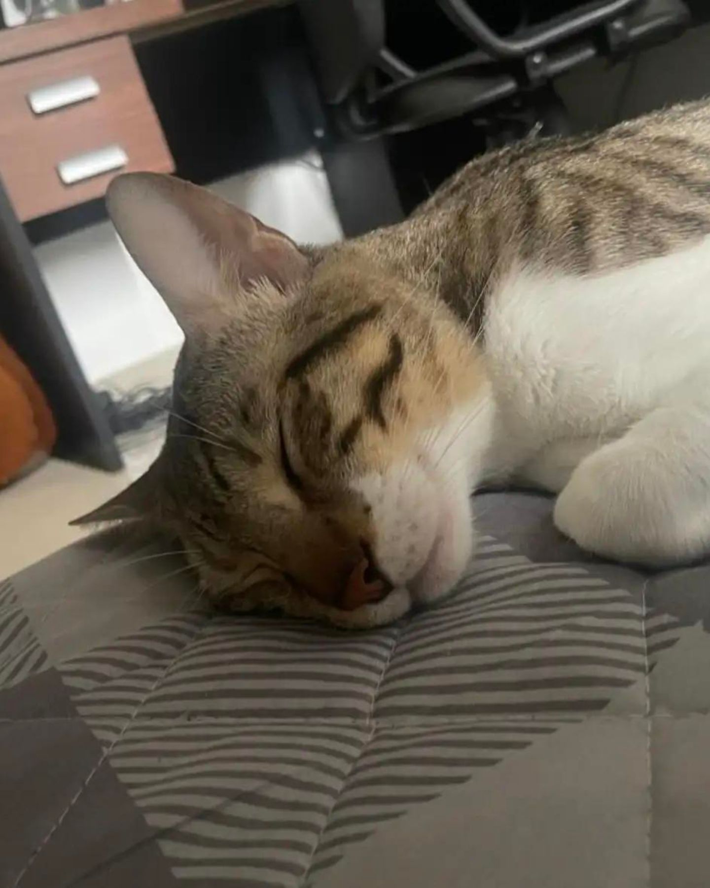 cat sleeping