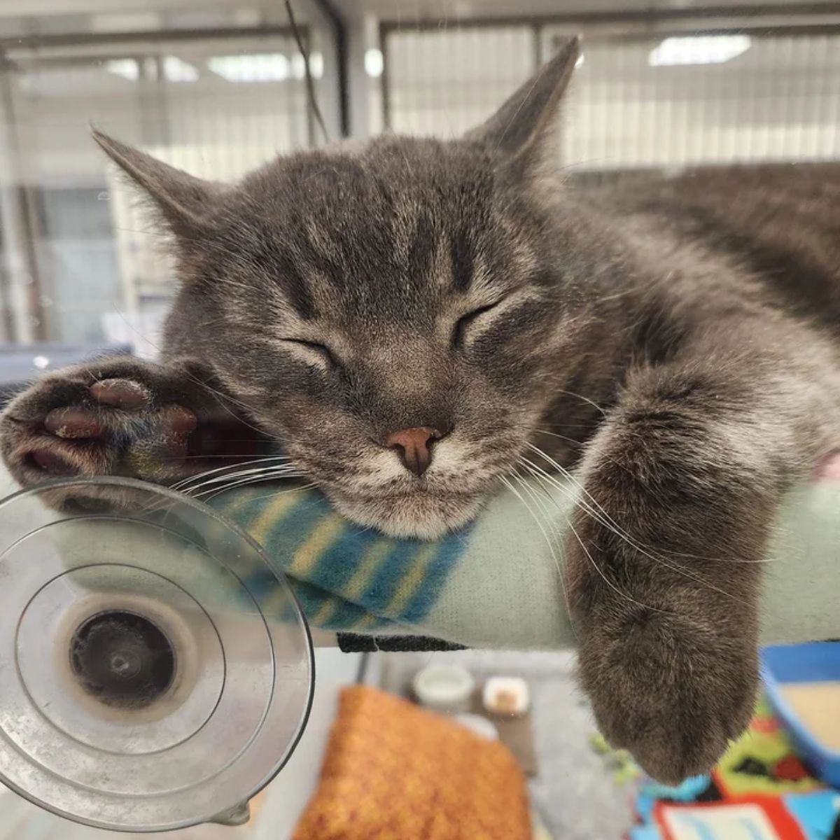 cat sleeping at shelter