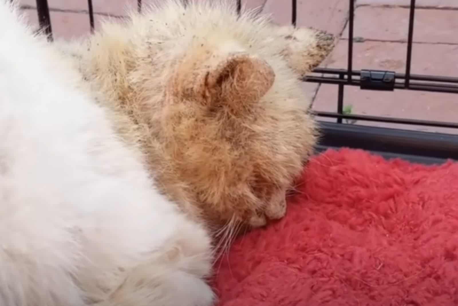 cat sleeping in a cage