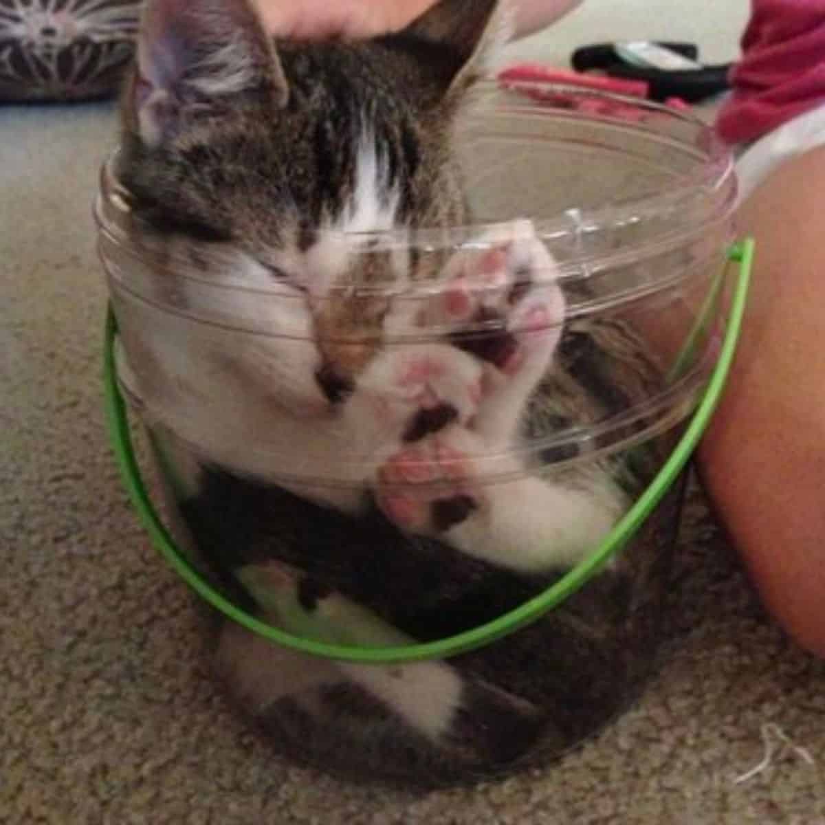 cat sleeping in a plastic container