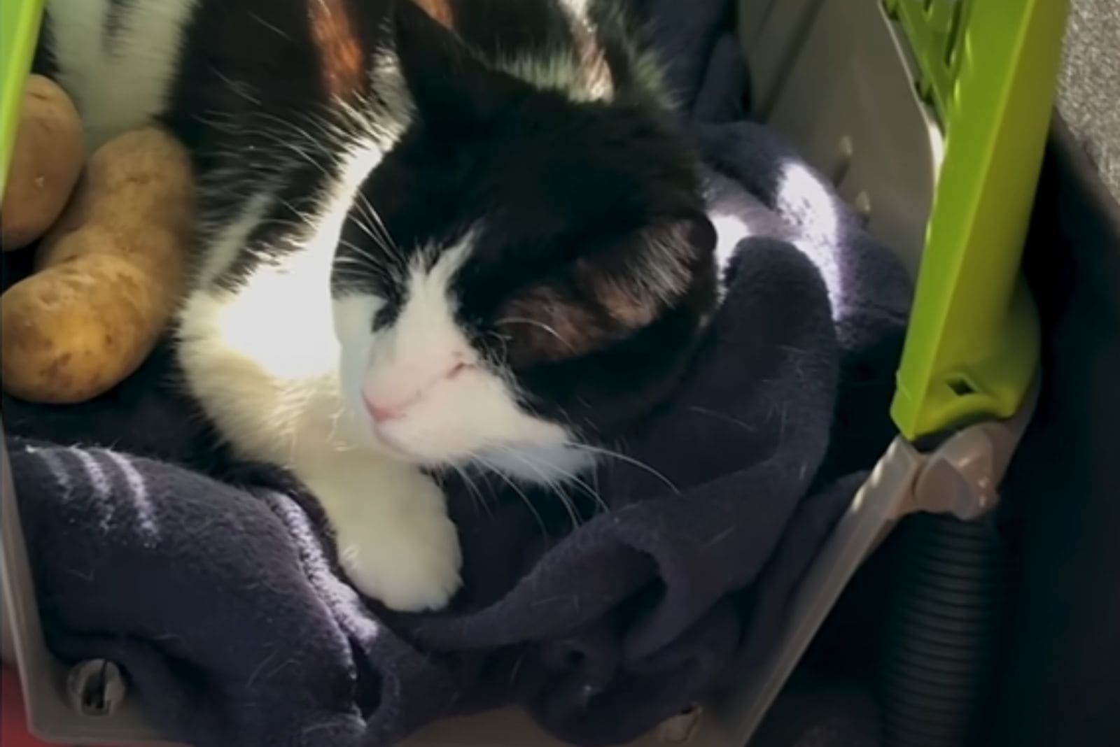 cat sleeping next to potato