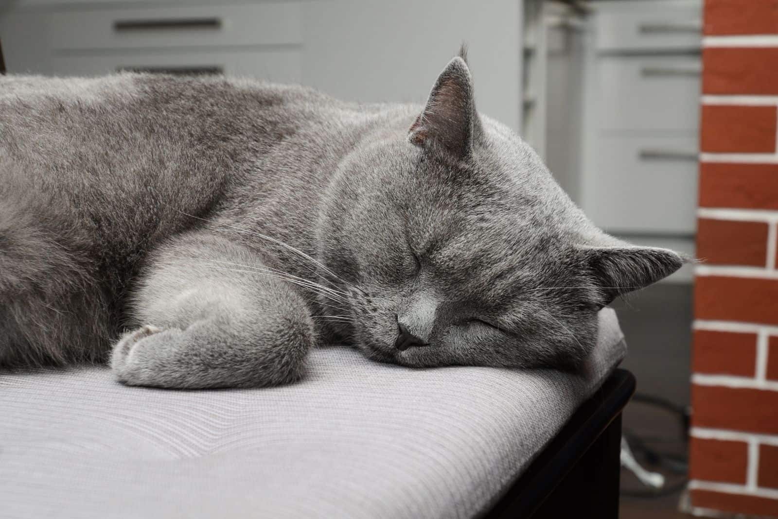 cat sleeping on a couch