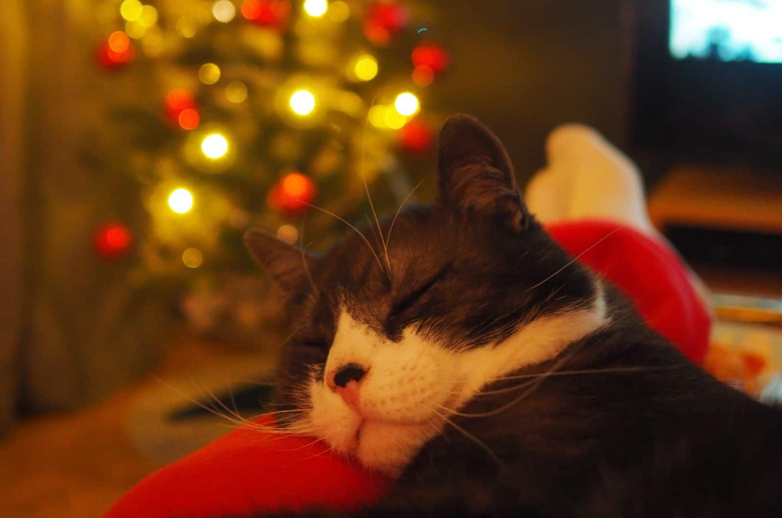 cat sleeping on a owner legs