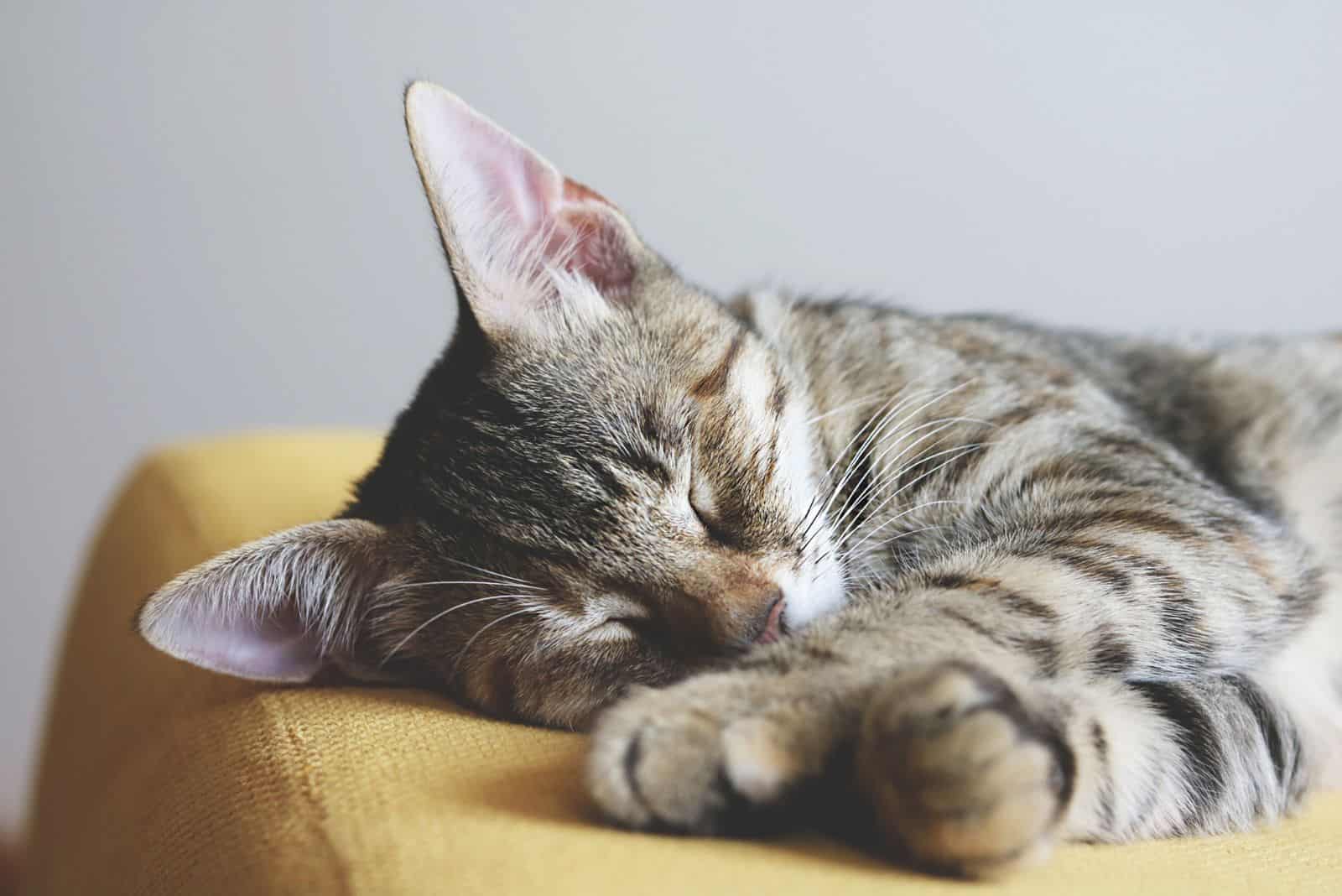 cat sleeping on couch