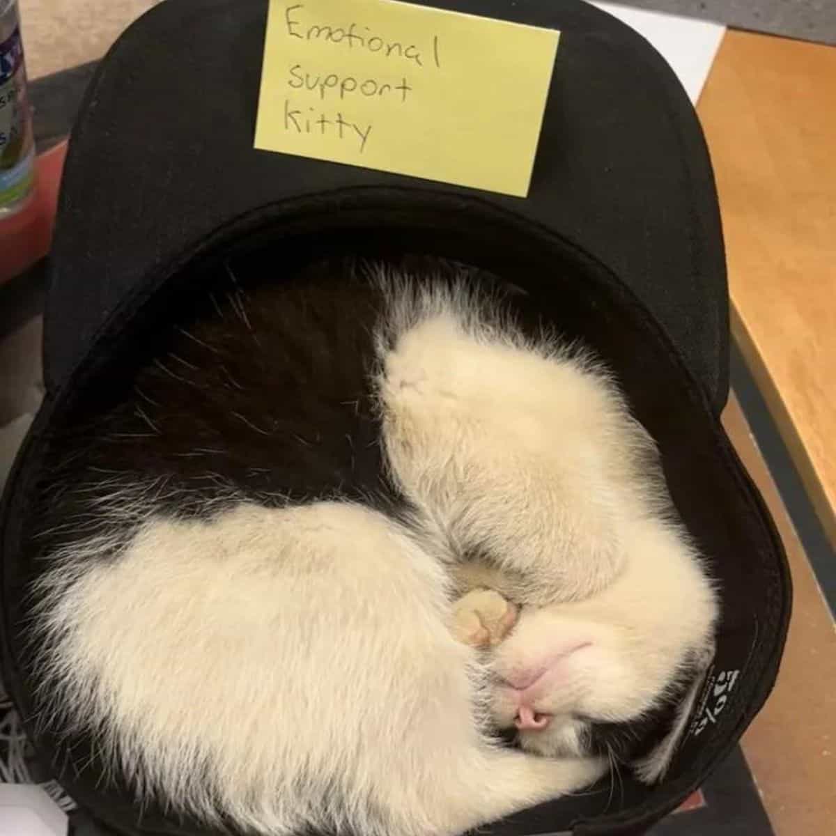 cat sleeping on the floor