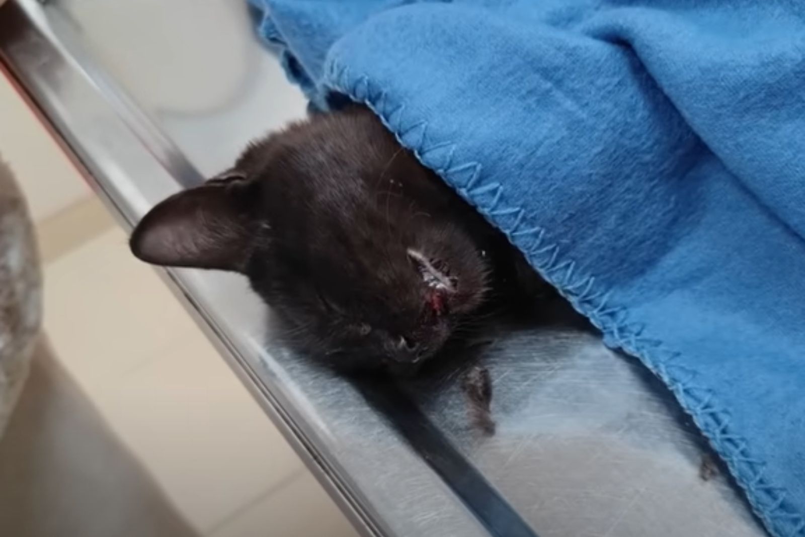 cat sleeping under blue blanket