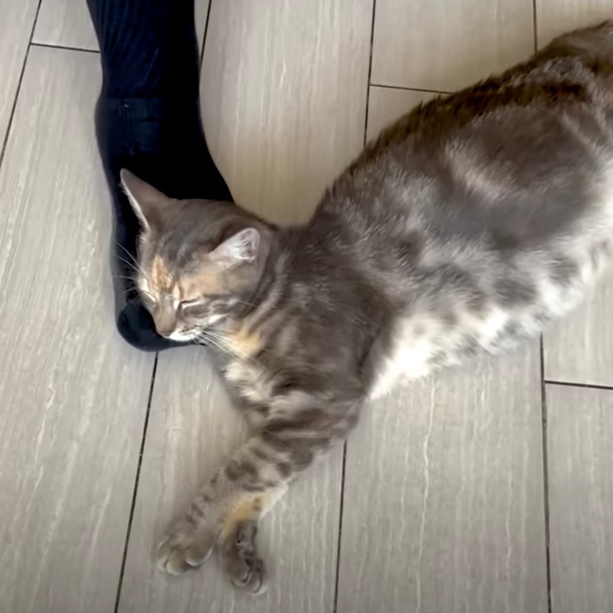 cat sleeps on the floor