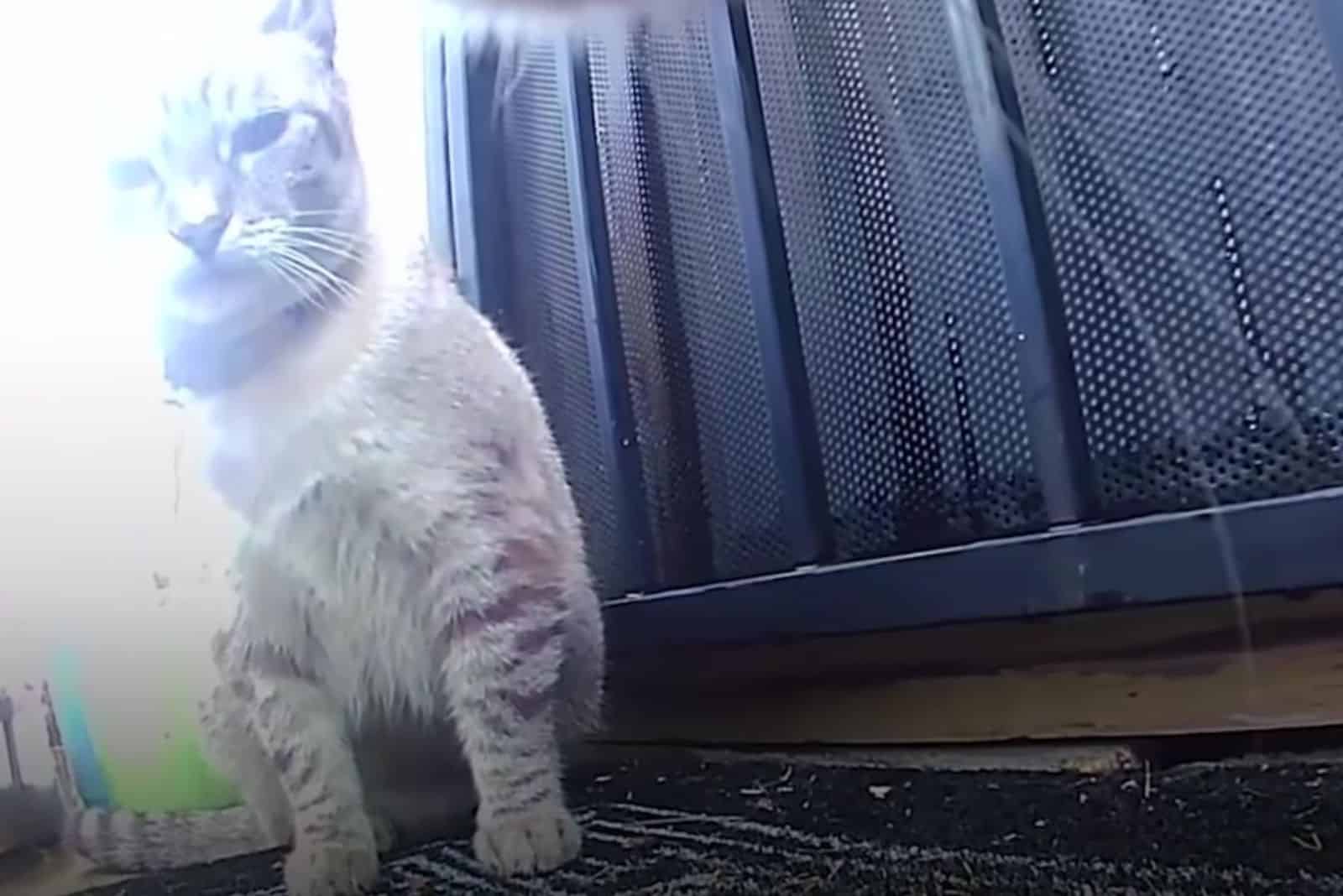 cat standing in front of the gate