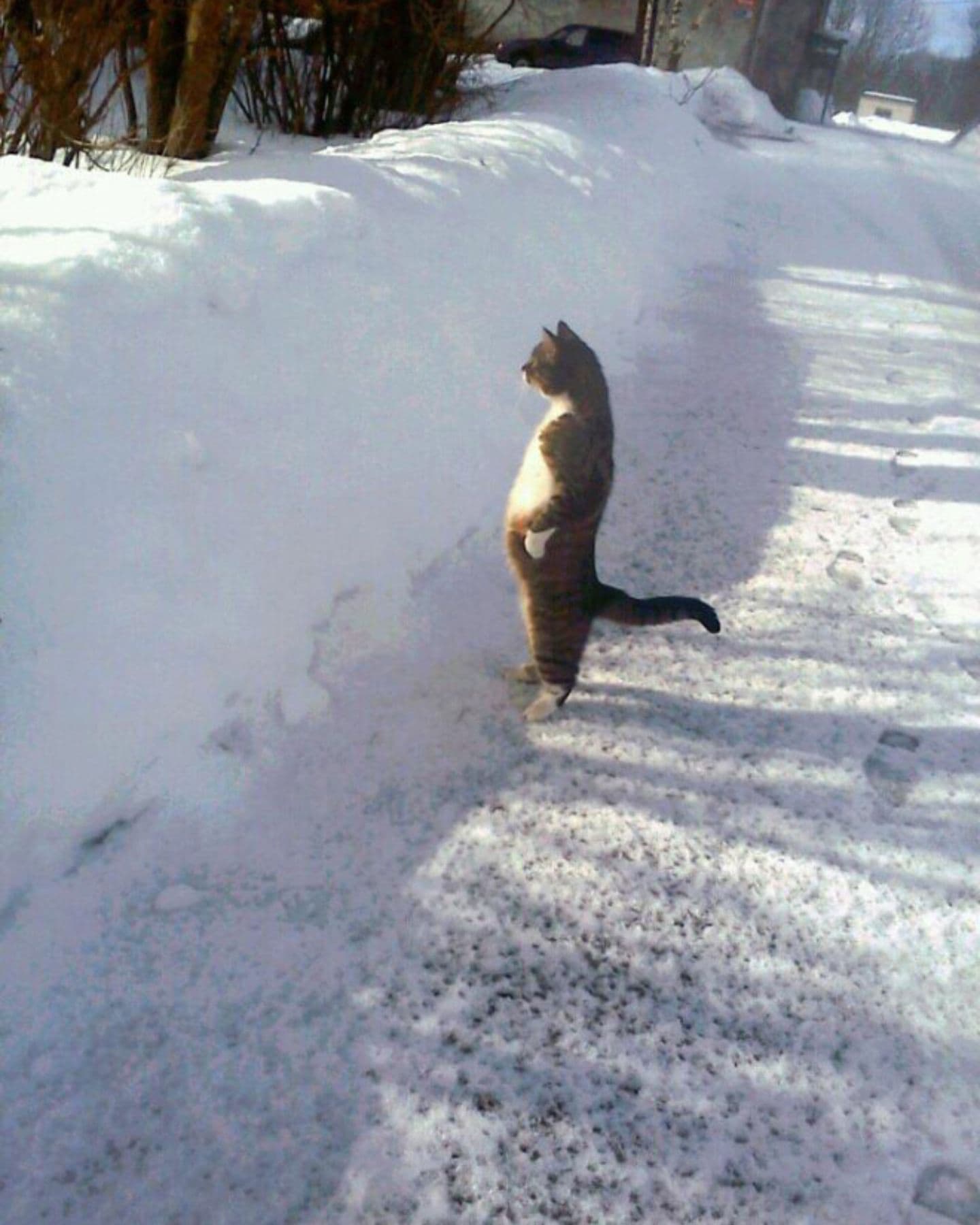 cat standing in the courtyard of the house