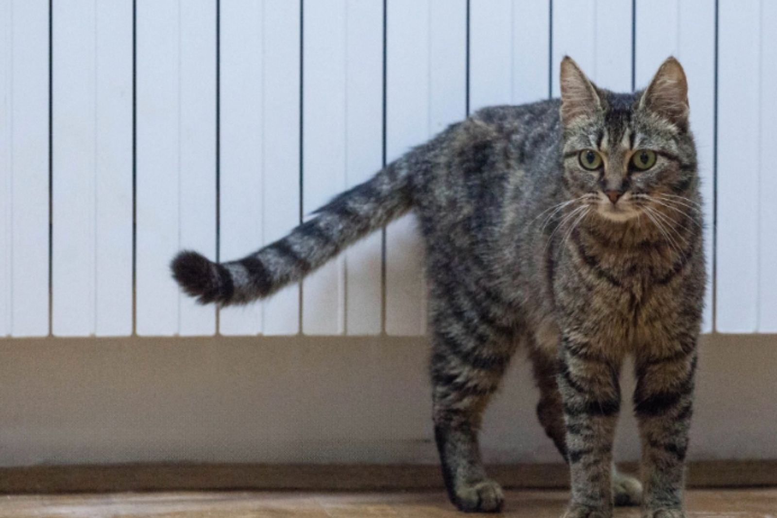 cat standing near fence