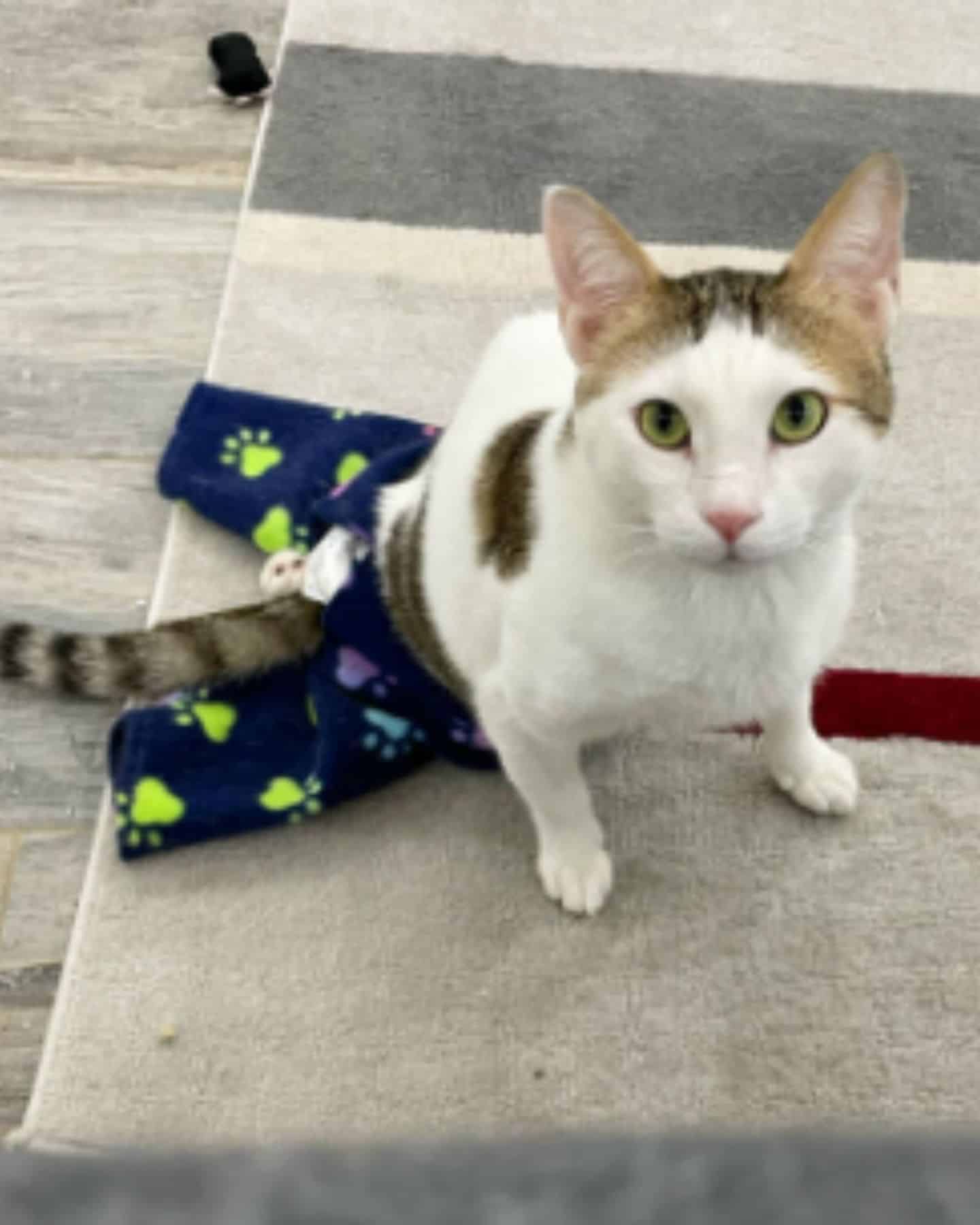 cat standing on a rug