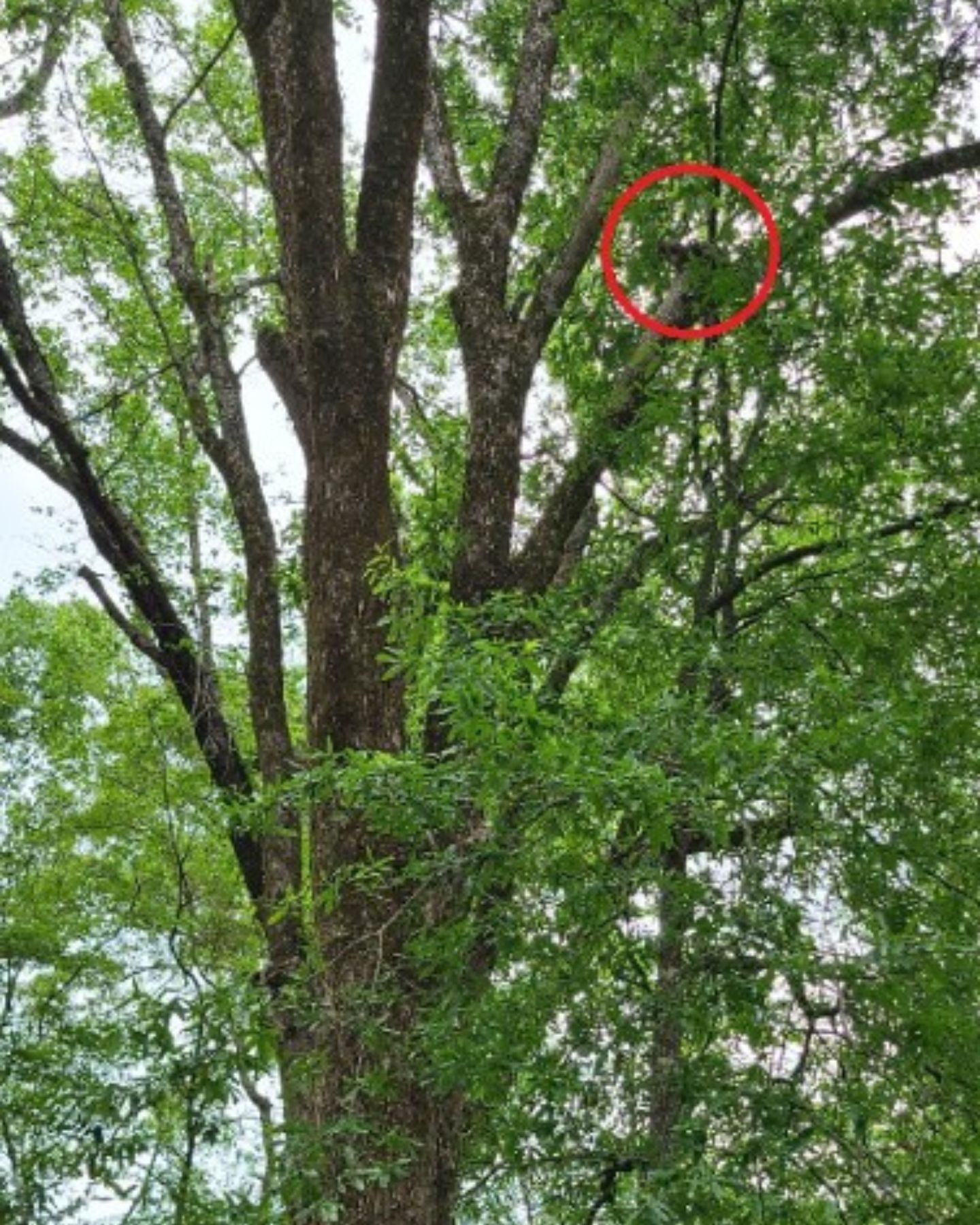 cat stuck on a big tree