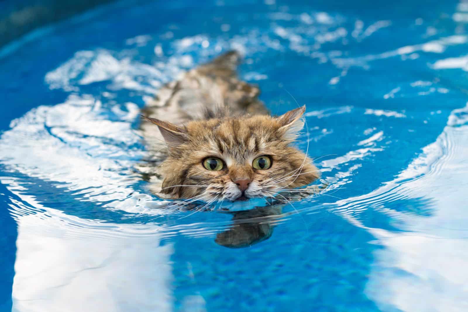 cat swimming